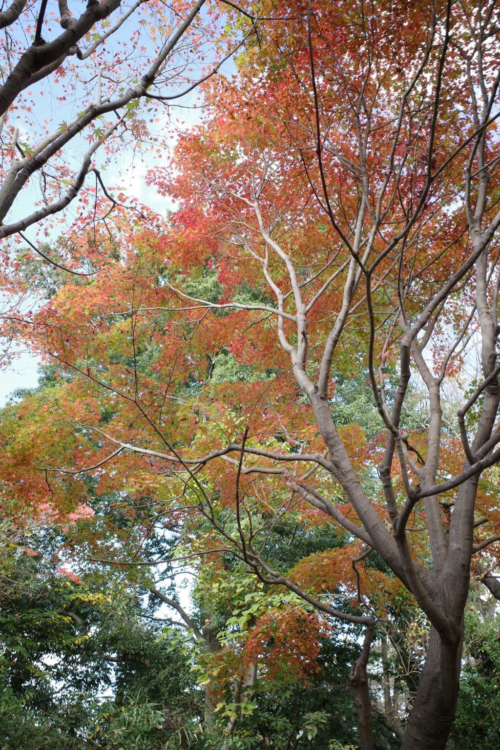 舞岡公園の紅葉