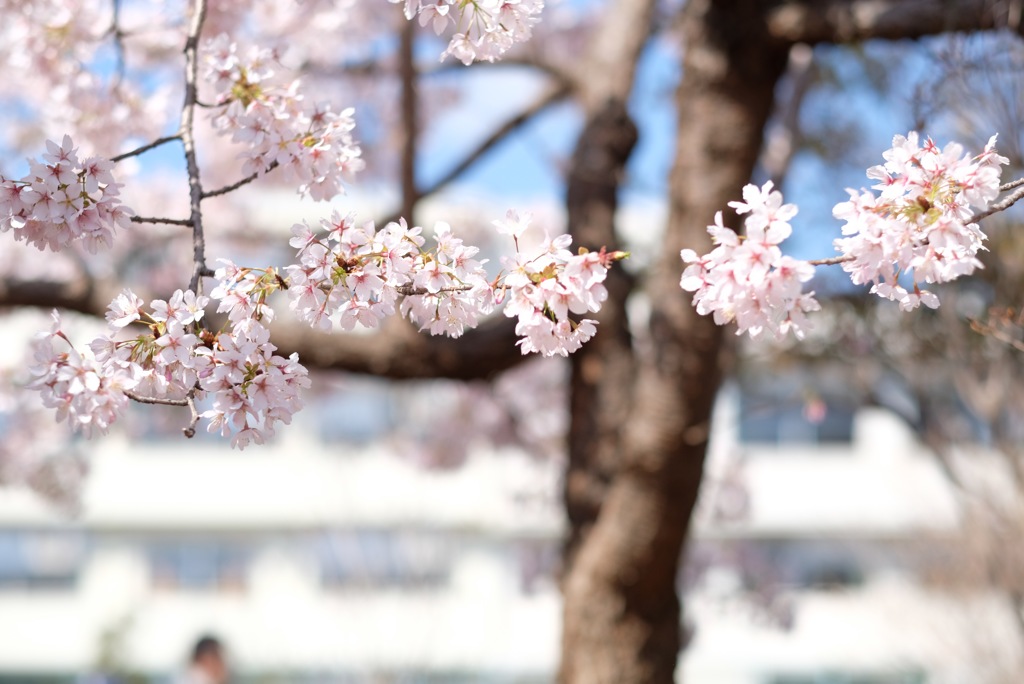 玉縄桜と小学校