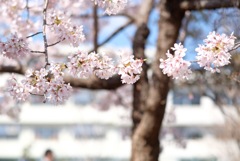 玉縄桜と小学校