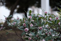 山下公園の沈丁花