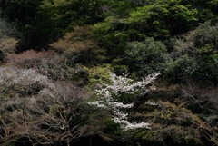 旧華頂宮邸の桜