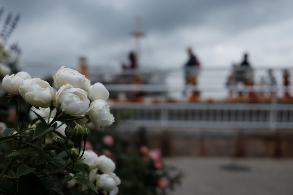 山下公園の薔薇