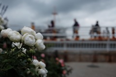 山下公園の薔薇