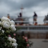 山下公園の薔薇