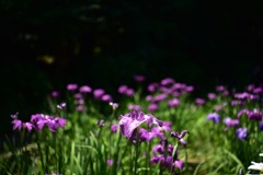 三渓園の花菖蒲