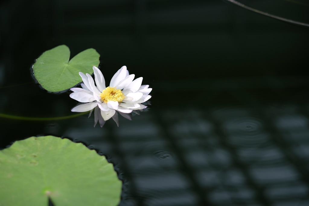 神代植物公園の睡蓮