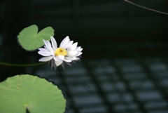 神代植物公園の睡蓮