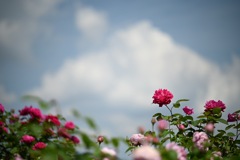 ヴェルニー公園の薔薇