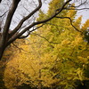 金沢自然公園のイチョウ