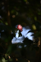 こども植物園の乙女椿