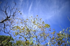 秋の桜