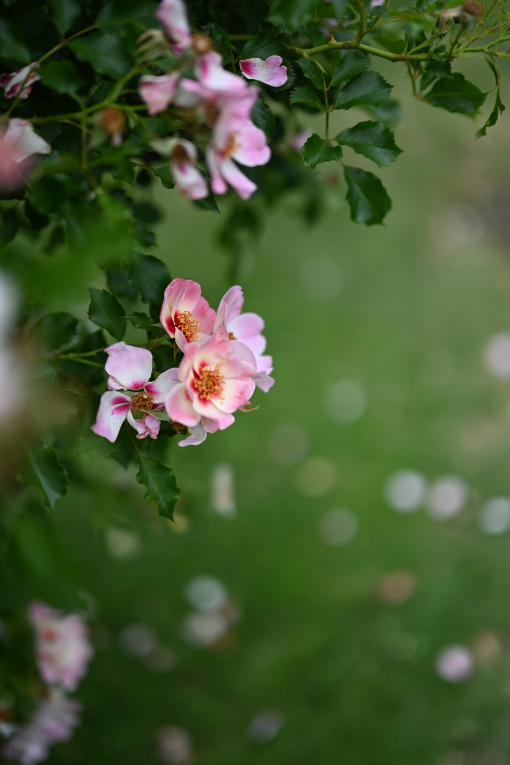 大船フラワーセンターの薔薇