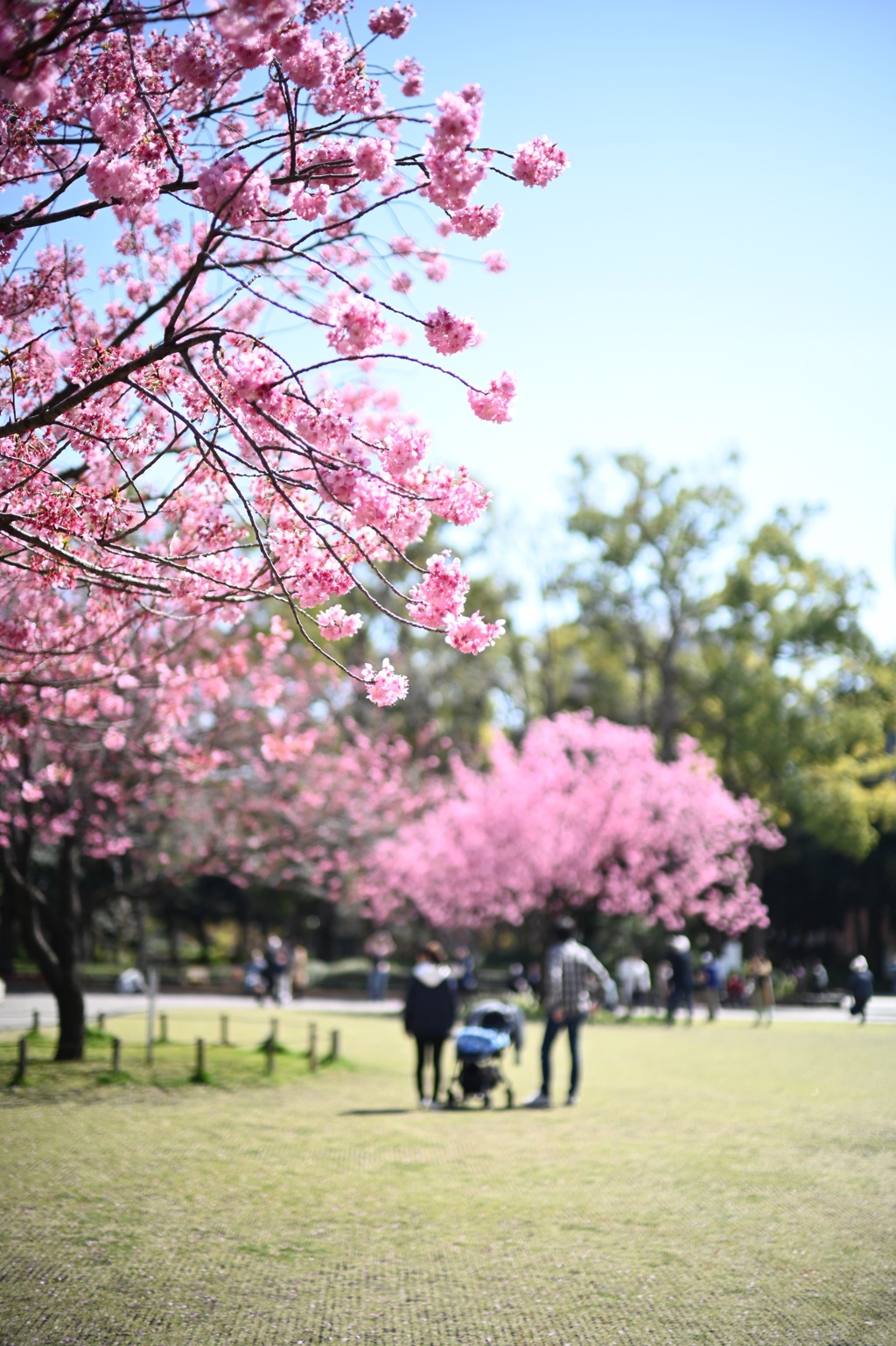 桜散歩