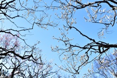 梅空