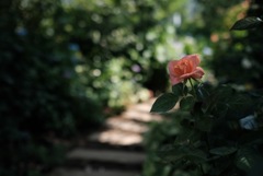 横浜イングリッシュガーデンへ2番薔薇