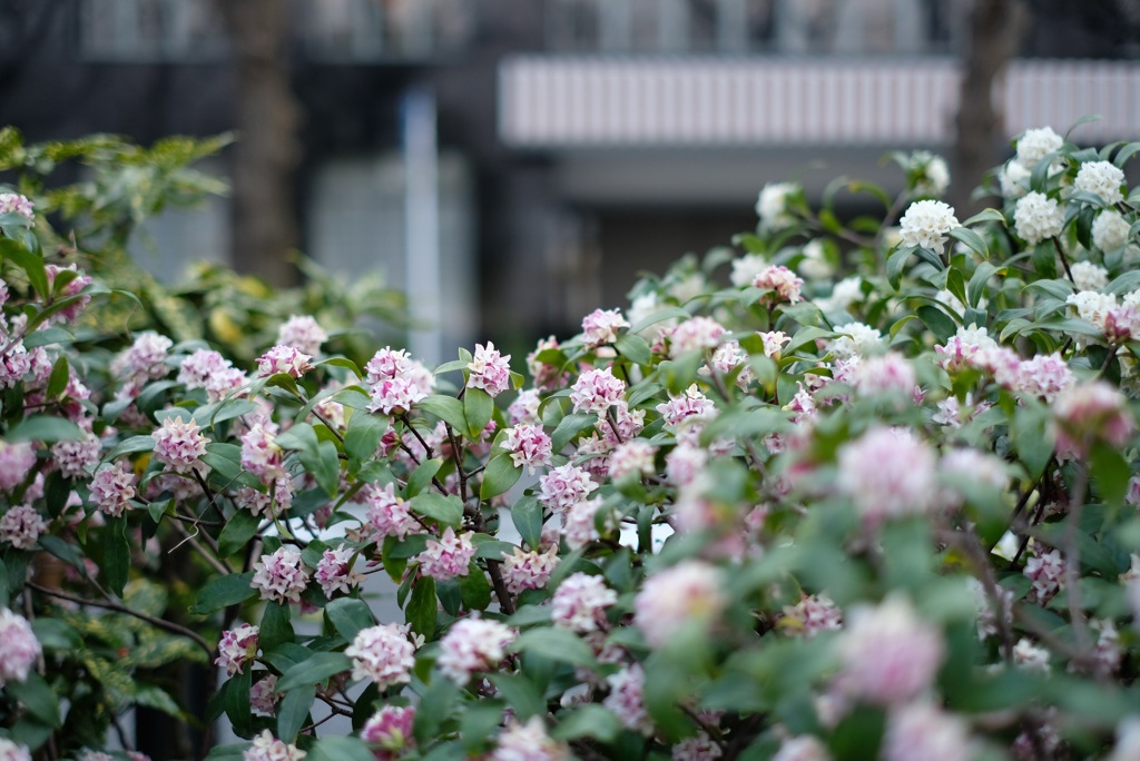 沈丁花香る路