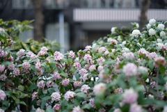 沈丁花香る路