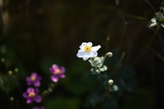 こども植物園の秋明菊