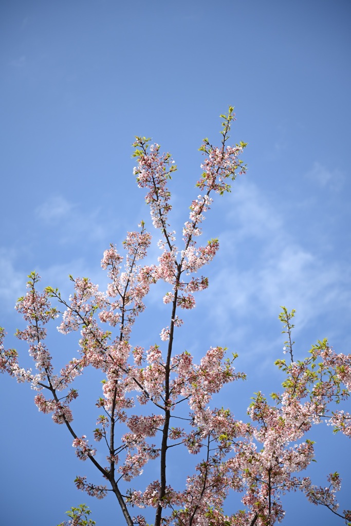 横浜イングリッシュガーデンの玉縄桜