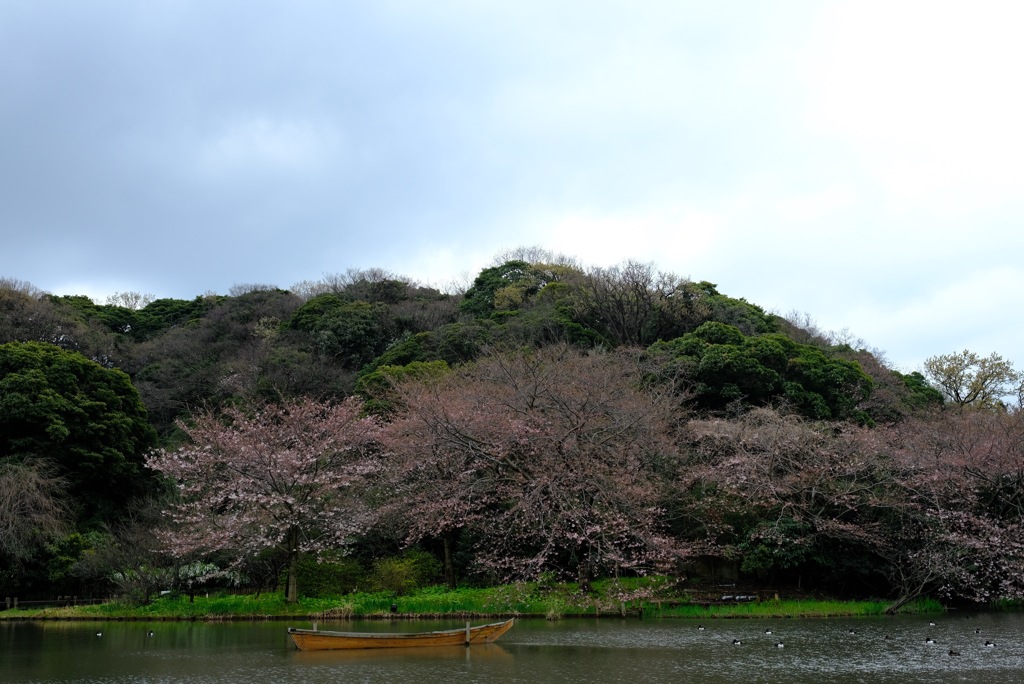 まだ三分咲き
