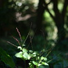 金沢自然公園の水引