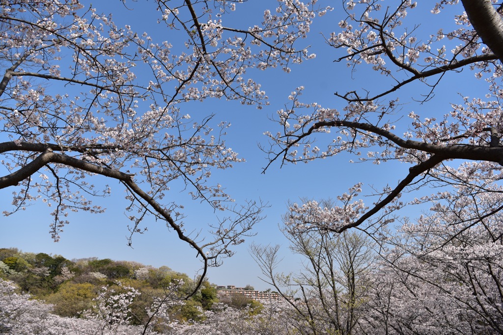 久良岐公園の桜