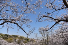 久良岐公園の桜