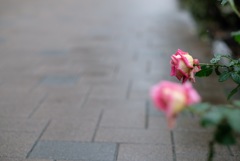 雨の日の神代植物公園