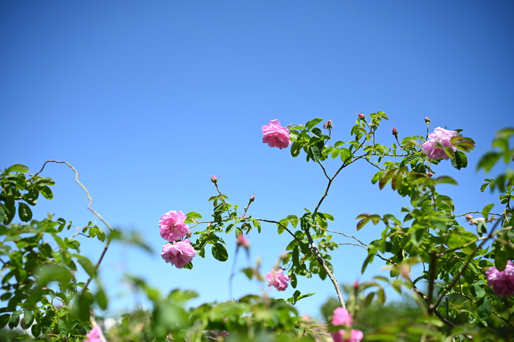 港のみえる丘公園の薔薇