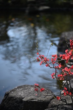 長谷寺の木瓜