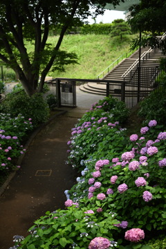 横浜の紫陽花