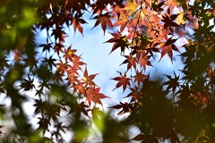 鎌倉 源氏山公園の紅葉