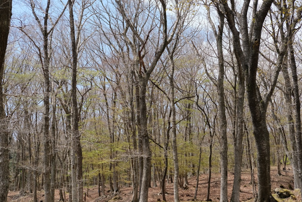 富士山御胎内清宏園