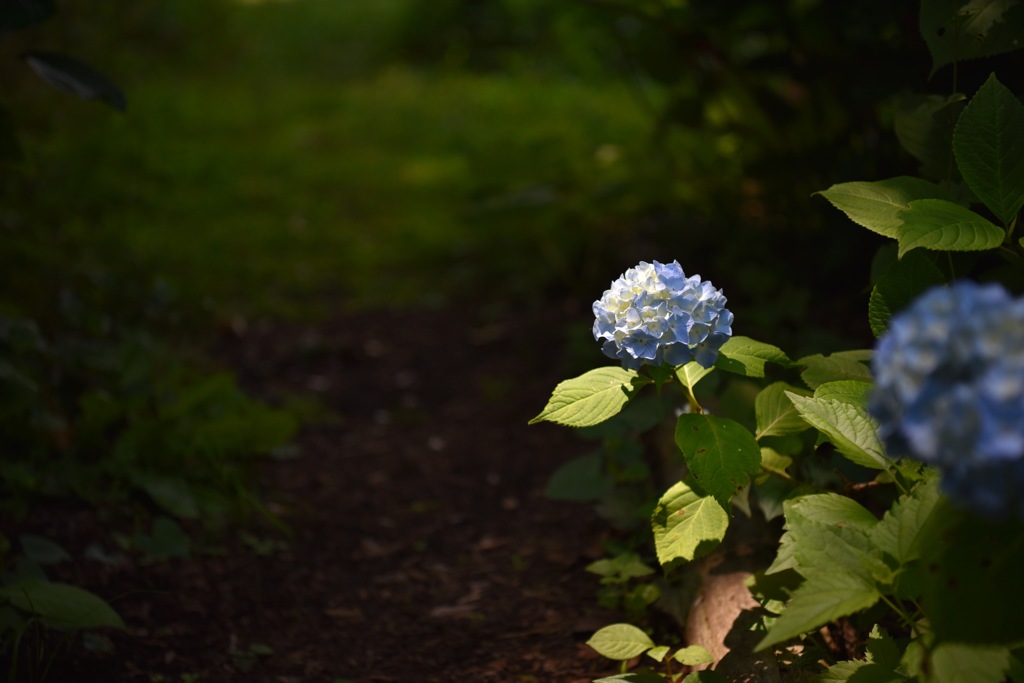 俣野別邸庭園の紫陽花