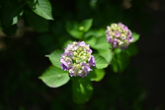 三溪園の紫陽花