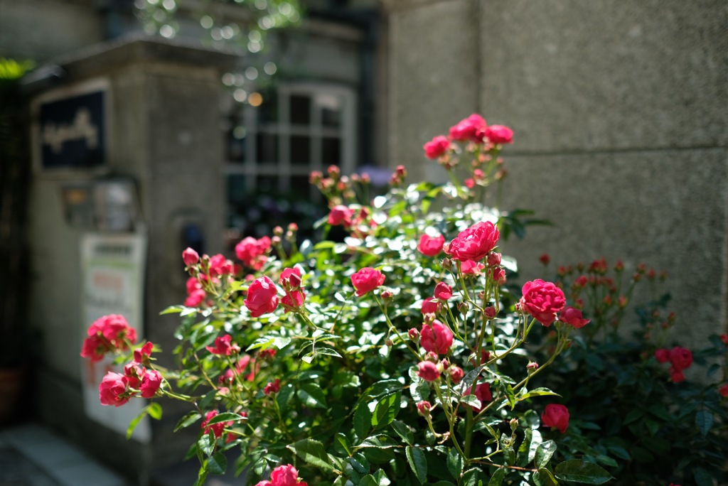カフェの薔薇