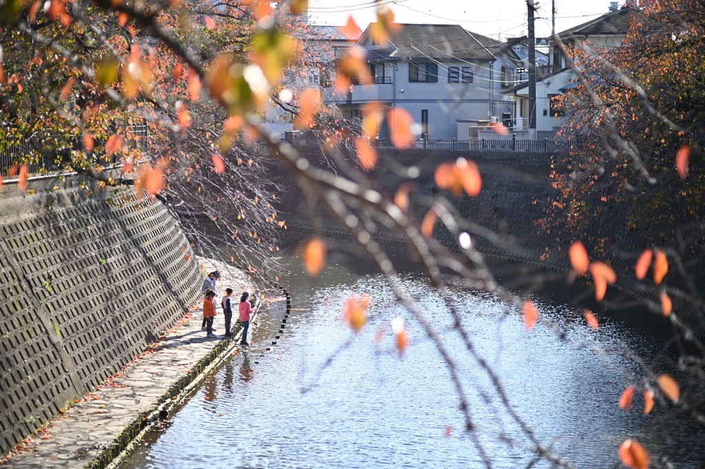 大岡川 桜の紅葉