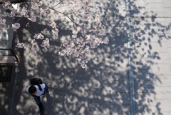 桜snap横浜編