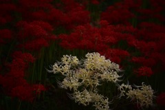 権現堂の彼岸花