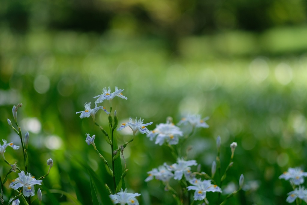 神代植物公園のシャガ