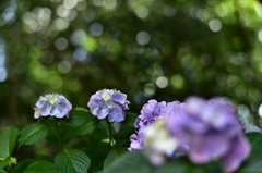 妙本寺の紫陽花