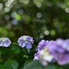 妙本寺の紫陽花