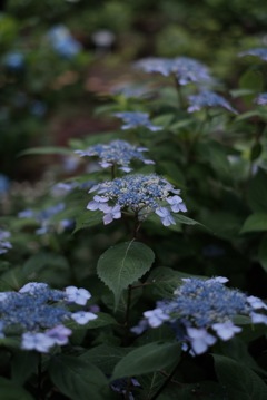 神代植物公園の山紫陽花