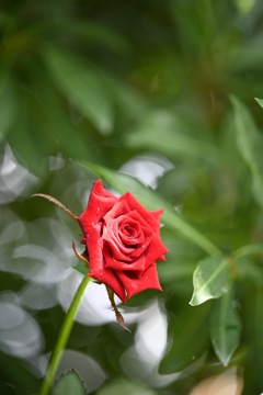 横浜イングリッシュガーデンの夏薔薇