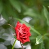 横浜イングリッシュガーデンの夏薔薇