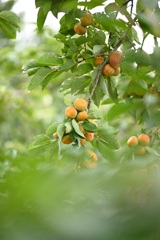 こども植物園の柿も色付いてます