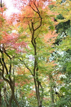 横浜市こども植物園の紅葉