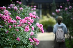 横浜イングリッシュガーデンの薔薇