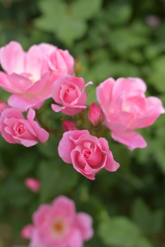 鎌倉文学館の薔薇