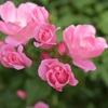 鎌倉文学館の薔薇